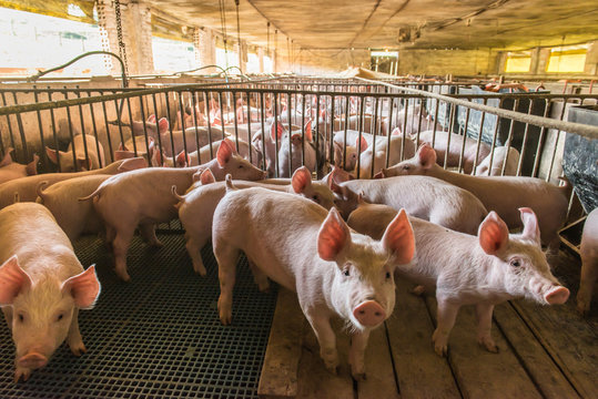 Farmer with piglets in backyard pen