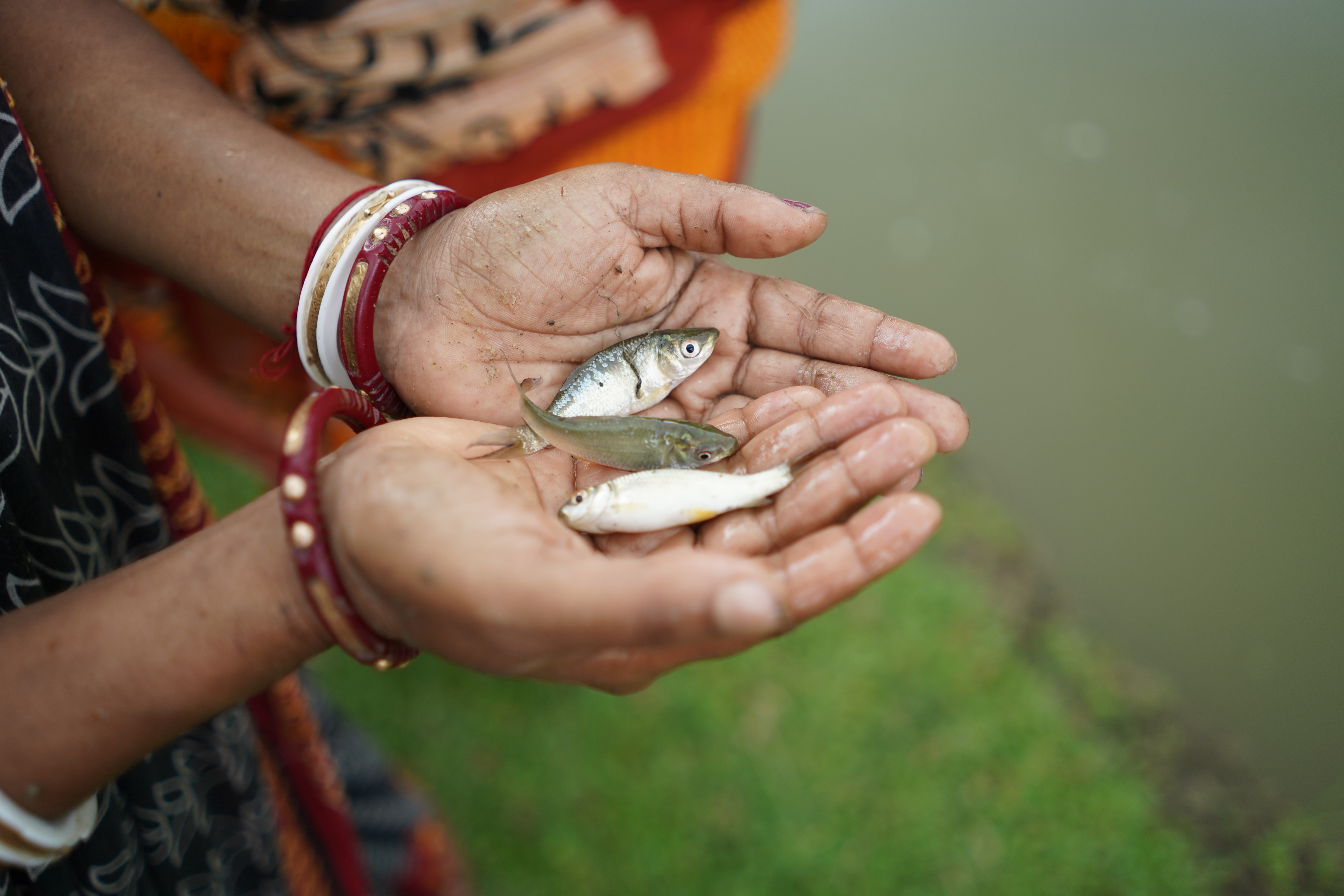 Fish farmer tending nets on a freshwater pond