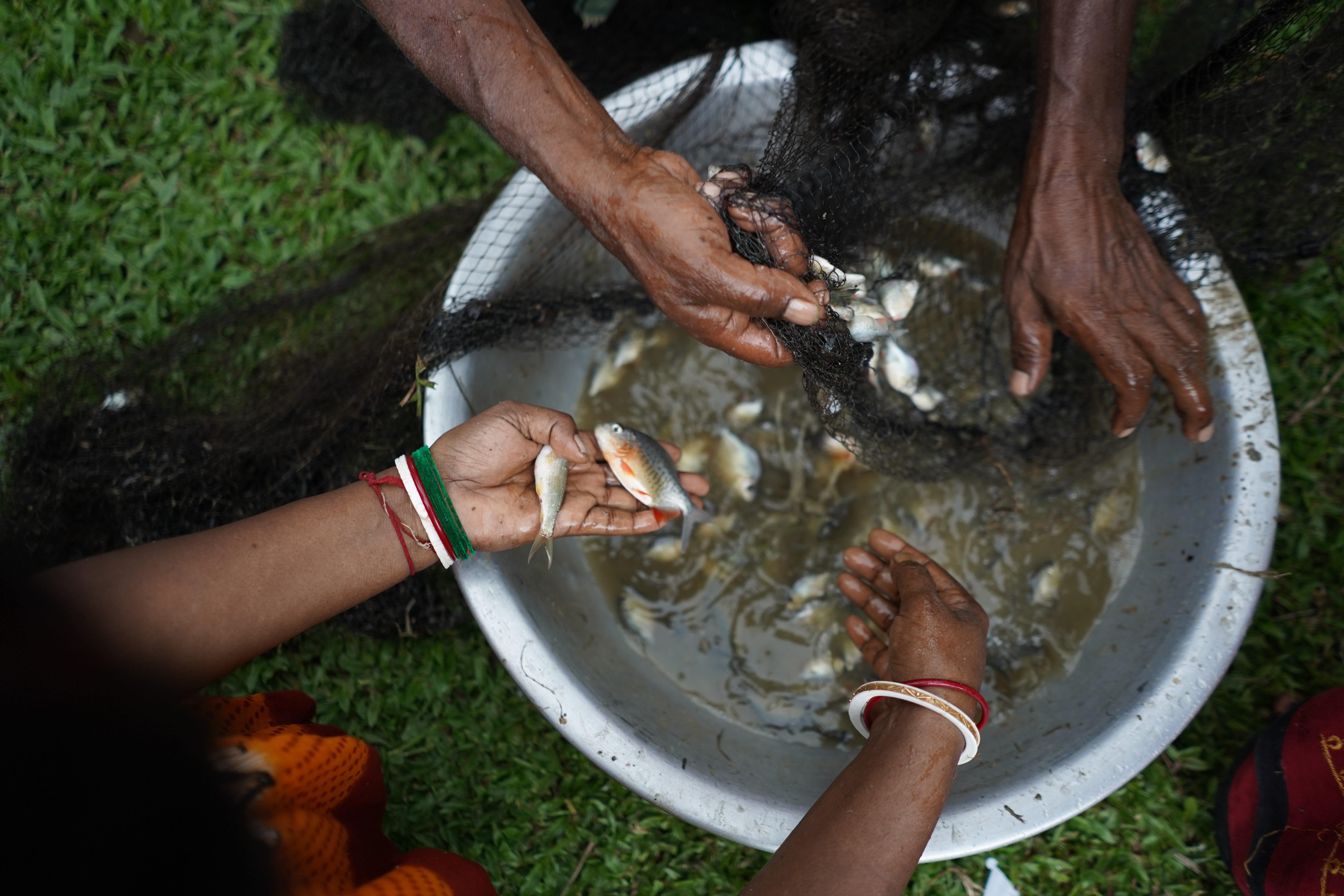 Harvest sorting and grading